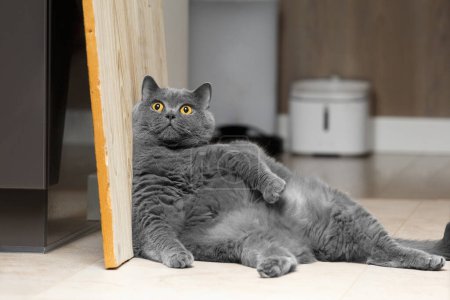 Téléchargez les photos : Un gros chat britannique s'assoit drôle, appuyé sur le mur à l'intérieur du salon et regardant la caméra. Obésité chez les animaux domestiques. Grand chat écossais paresseux. - en image libre de droit