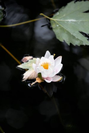 Téléchargez les photos : Lotus blanc à la surface d'un étang dans le parc. Nénuphar sur l'eau sombre de la rivière, lac. - en image libre de droit