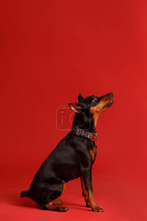 Friendly purebred miniature pinscher with cropped ears and tail sits on a bright red background and looks with interest. mini doberman, zwergpinscher
