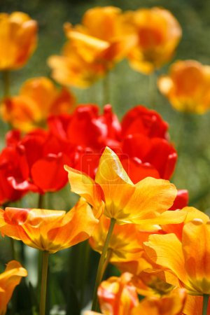 Foto de Tulipanes rojos y amarillos florecientes al sol en el parque sobre un fondo verde borroso, flores primaverales. Brillantes flores de tulipán multicolor. - Imagen libre de derechos