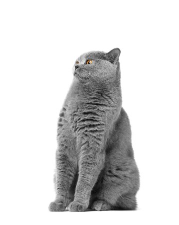 Photo for A purebred British blue cat with large orange eyes sits on a white background, looking forward in surprise and fear. - Royalty Free Image