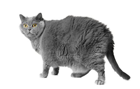 Téléchargez les photos : Un gros chat britannique gris aux grands yeux jaunes se tient devant un fond blanc. Obésité du chat écossais. - en image libre de droit