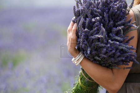 Téléchargez les photos : Gros plan d'un grand bouquet de fleurs de lavande dans la main d'une fille sur fond de champ de lavande. - en image libre de droit