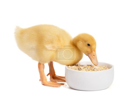Foto de Lindo patito divertido come comida de un tazón sobre un fondo blanco. Aves jóvenes, publicidad para alimentación avícola. - Imagen libre de derechos