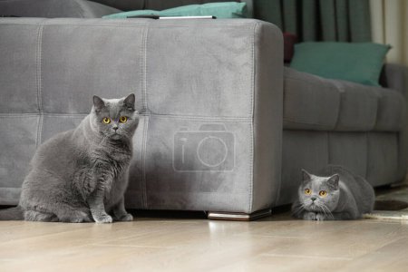 Foto de Dos gatos británicos en el interior. Gato escocés y británico. Los gatos gordos y delgados juegan en el salón. Un par de gatos grises. - Imagen libre de derechos
