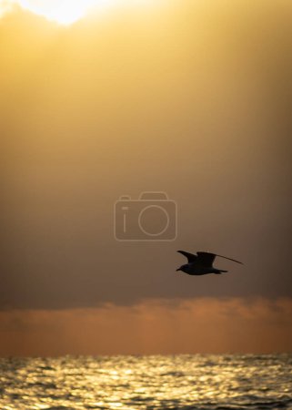 Photo for Bird flying at sunset on the beach - Royalty Free Image
