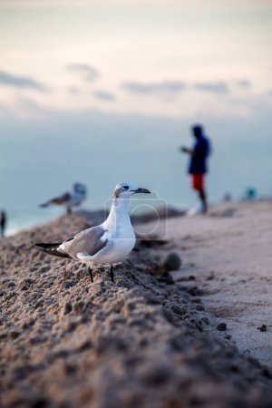 Téléchargez les photos : Seaguls stands on the beach, man at the background. - en image libre de droit