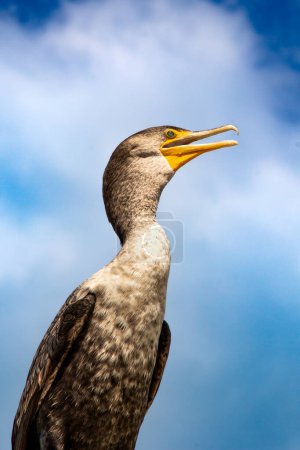 Photo for Bird clouseup with blue sky and clouds background. - Royalty Free Image