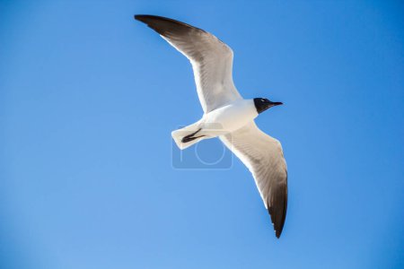 Photo for Bird fliying with blue sky background. - Royalty Free Image