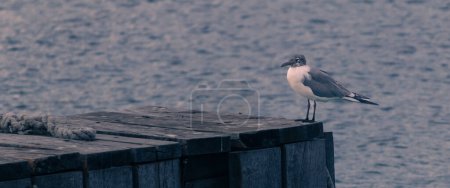 Photo for Bird standing at dock. Sea background. - Royalty Free Image