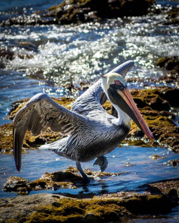 Photo for A large pelican is standing on the shore of the sea. - Royalty Free Image