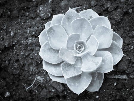 Photo for White flower of succulent plant, flora and botany. - Royalty Free Image