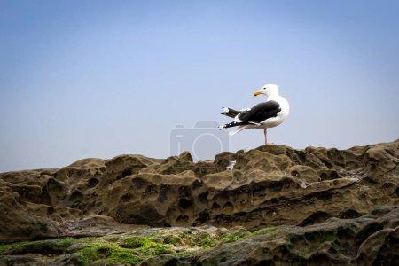 Photo for Beautiful seagull on the beach in the background. sea, the sky, clouds - Royalty Free Image
