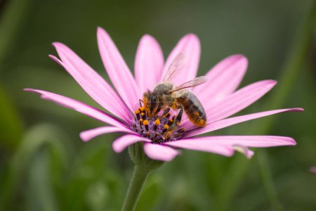 Photo for Beautiful bee in the garden, pink flower. - Royalty Free Image