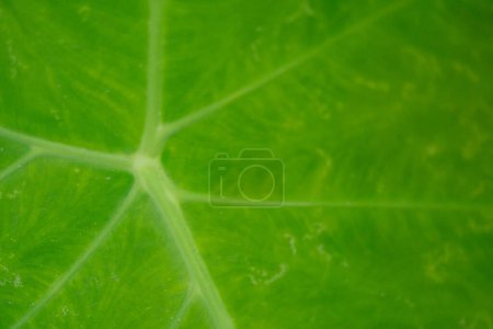 Foto de Textura y superficie de la costilla media Colocasia esculenta Schott Photo es adecuado para su uso para el fondo de la naturaleza, cartel botánico y contenido de la naturaleza. - Imagen libre de derechos