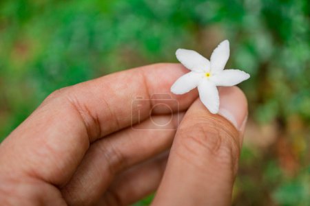 Foto de Flor blanca tabernaemontana corymbosa celebrar a mano flor cuando la temporada de lluvias. La foto es adecuada para su uso para contenido botánico medios de comunicación y flores naturaleza foto fondo. - Imagen libre de derechos