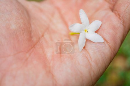 Photo for White flower tabernaemontana corymbosa hold by hand blossom when rainy season. The photo is suitable to use for botanical content media and flowers nature photo background. - Royalty Free Image