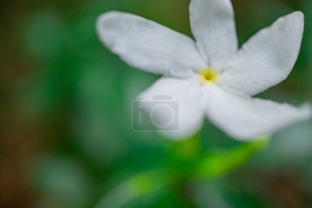 Photo for White flower tabernaemontana corymbosa hold by hand blossom when rainy season. The photo is suitable to use for botanical content media and flowers nature photo background. - Royalty Free Image