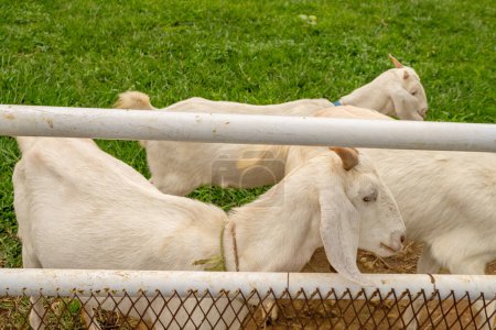 Thèmes animaliers chèvre blanche Capra aegagrus hircus sur la ferme verte. La photo est adaptée à une utilisation pour la vie sauvage animale et les médias de contenu animal.