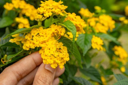 Petite fleur jaune lantana de l'ouest de l'Inde sur le jardin vert. La photo convient à l'utilisation pour le fond de la nature, l'affiche botanique et les médias de contenu de jardin.