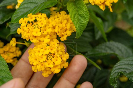 Petite fleur jaune lantana de l'ouest de l'Inde sur le jardin vert. La photo convient à l'utilisation pour le fond de la nature, l'affiche botanique et les médias de contenu de jardin.