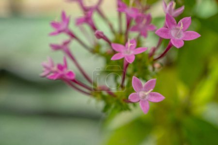 Kleine rosafarbene Blüte von Centaurium erythraea im Nationalgarten. Foto eignet sich für Naturhintergrund, botanisches Plakat und Medien mit Garteninhalten.