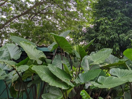 Big green leaf of talas belitung xanthosoma violaceum on the park. The photo is suitable to use for botanical background, nature poster and flora education content media.