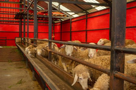 Foto de Alimentar a grupos de animales ovinos Ovis aries en la granja nacional La foto es adecuada para su uso en carteles de granja y medios de contenido animal. - Imagen libre de derechos