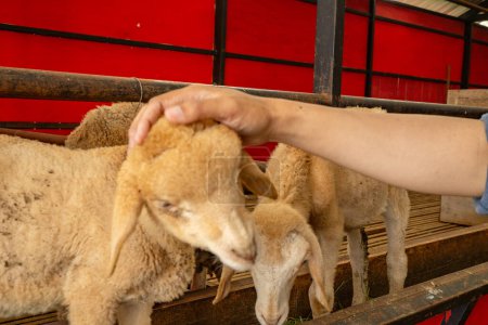 Foto de Grupos de animales de compañía ovejas Ovis aries en la granja nacional. La foto es adecuada para su uso en carteles de granja y medios de contenido animal. - Imagen libre de derechos