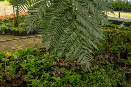 Texturé et la surface de la fougère aigle Pteridium aquilinum feuille verte. La photo est adaptée à l'utilisation des médias de contenu botanique, affiche environnementale et fond de la nature.