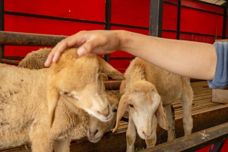 Foto de Grupos de animales de compañía ovejas Ovis aries en la granja nacional. La foto es adecuada para su uso en carteles de granja y medios de contenido animal. - Imagen libre de derechos