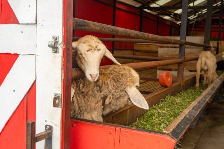 Foto de Alimentación de los grupos de animales ovinos Ovis aries en la granja nacional. La foto es adecuada para su uso en carteles de granja y medios de contenido animal. - Imagen libre de derechos