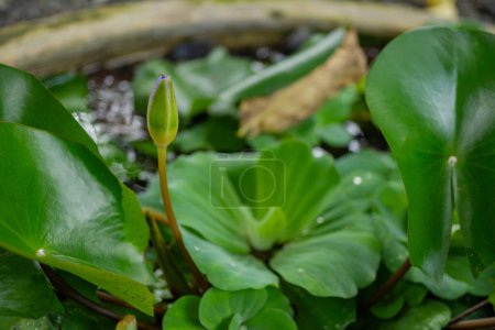 Green leaf of water lettuce Pistia stratiotes on the garden pool. The photo is suitable to use for botanical background, nature poster and flora education content media.
