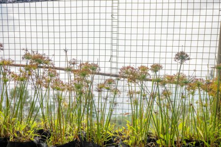 Plante décorative Cyperus papyrus sur le jardin vert.La photo convient à l'utilisation pour le fond botanique, affiche de la nature et de la flore contenu éducatif médias.