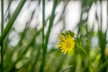 Little yellow flower Oriental false hawksbeard Youngia japonica on the green garden. Photo is suitable to use for nature background, botanical poster and garden content media.