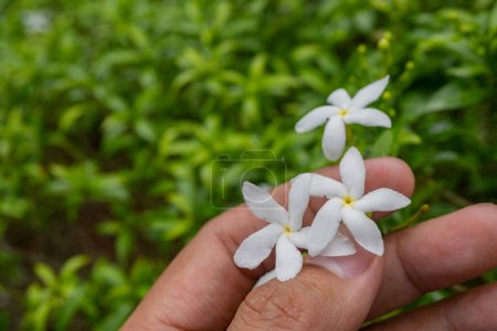 White flower tabernaemontana corymbosa hold by hand blossom when rainy season. The photo is suitable to use for botanical content media and flowers nature photo background.