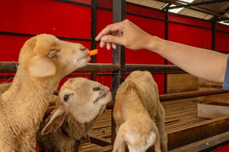 Foto de Alimentar a grupos de animales ovinos Ovis aries en la granja nacional La foto es adecuada para su uso en carteles de granja y medios de contenido animal. - Imagen libre de derechos