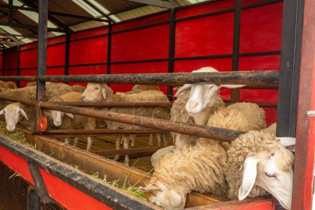 Foto de Animales de compañía grupos de ovejas Ovis aries en la granja nacional La foto es adecuada para su uso para póster de la granja y los medios de contenido animal. - Imagen libre de derechos