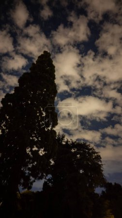 Foto de Trees silhouetted against an evening sky mottled with fluffy clouds. Upright image. - Imagen libre de derechos