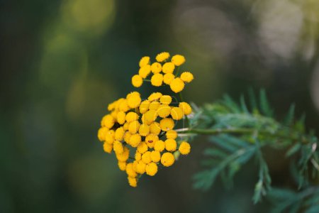 Photo for Fernleaf yarrow, Achillea filipendulina. Yellow flowers of the plant close-up. - Royalty Free Image
