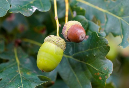 Foto de English oak acorns close-up. Quercus robur. - Imagen libre de derechos
