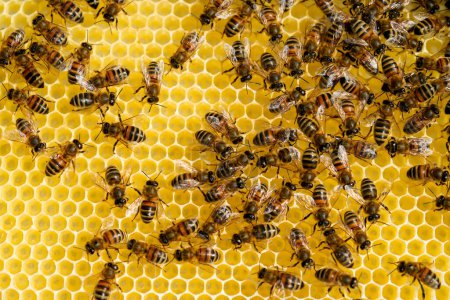 Abejas de miel en un panal. Células de cera de abejas hexagonales con un primer plano de una colonia de abejas.
