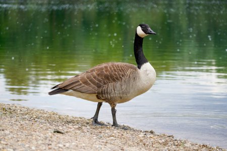 Canada goose on the shore of a lake. Branta canadensis.