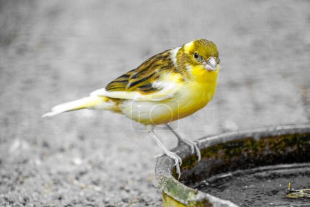 Téléchargez les photos : Un petit canari jaune. Serinus canaria forma domestica. - en image libre de droit