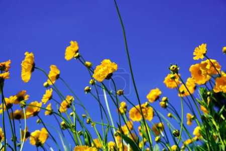 Téléchargez les photos : Fleurs jaunes du coréopsis à feuilles de lance. Des vivaces. Coreopsis lanceolata. - en image libre de droit