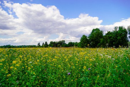 Paysage près de Oberhausen-Rheinhausen. Nature avec prairies fleuries.