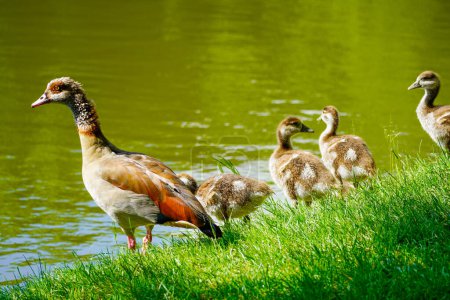 Téléchargez les photos : Oie égyptienne avec des poussins sur la rive d'un lac. Les oiseaux sauvages dans la nature. Alopochen aegyptiaca. - en image libre de droit