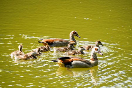 Photo for Egyptian geese with chicks swimming on a lake. Wild birds in nature. Alopochen aegyptiaca. - Royalty Free Image