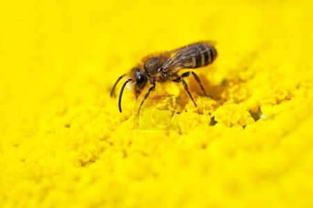 Photo for Wild bee collects nectar on the yellow flower of yarrow, Achillea filipendulina. Insect close-up. - Royalty Free Image