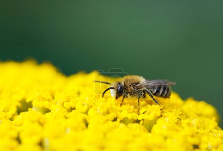 Photo for Wild bee collects nectar on the yellow flower of yarrow, Achillea filipendulina. Insect close-up. - Royalty Free Image